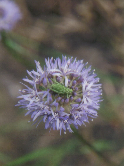 Heuschrecke