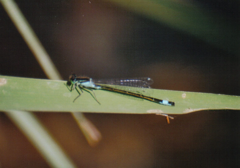 Kleinlibelle