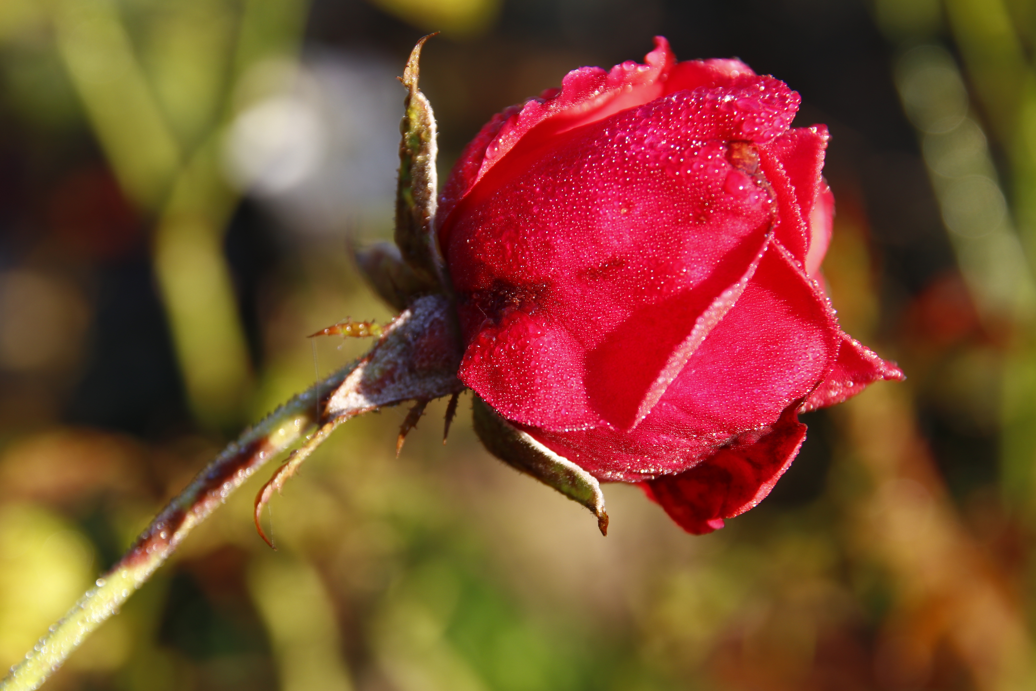 Rote Rose